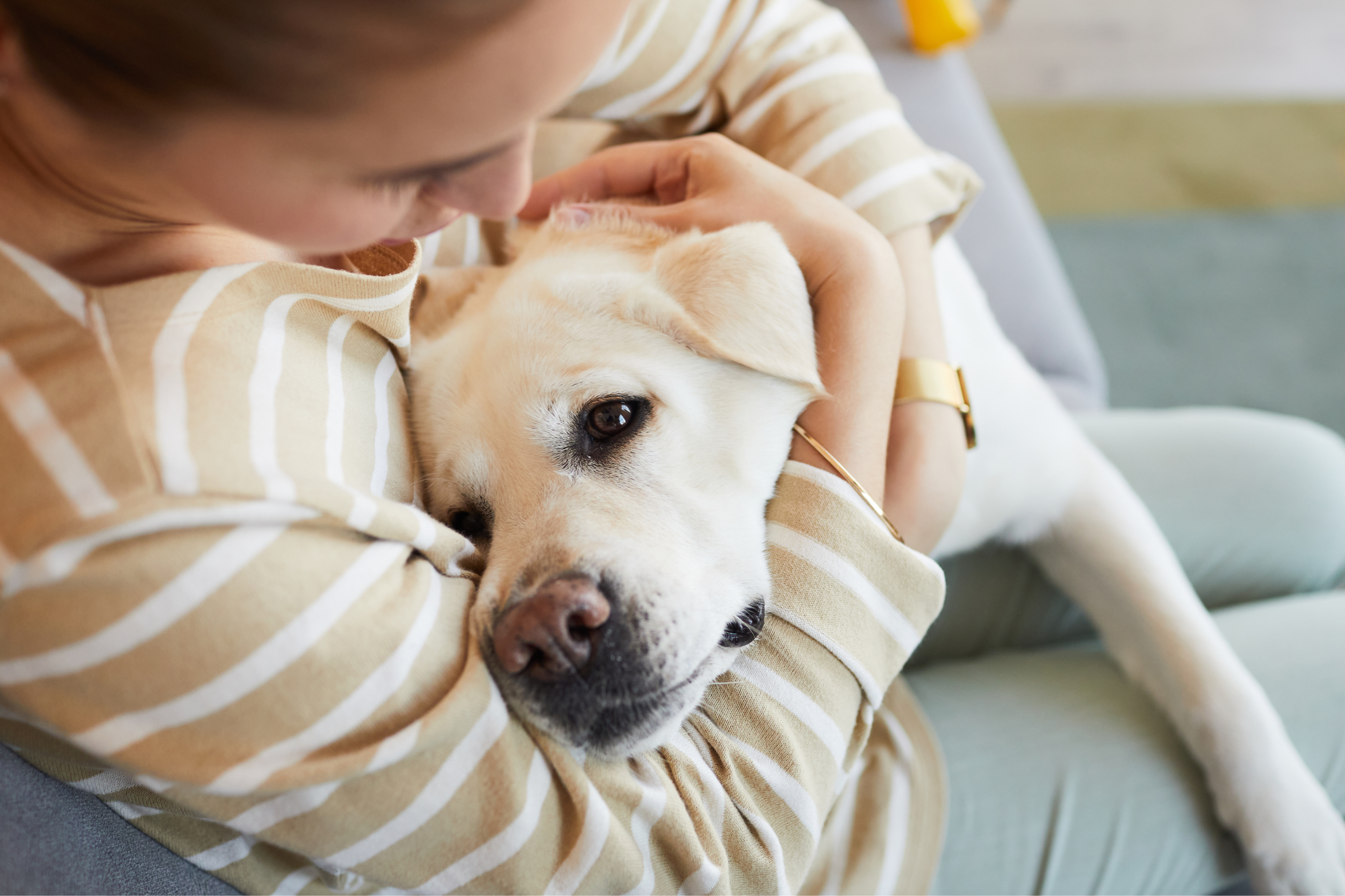 Dog getting a treat after her human learned how to comfort a dog in heat.