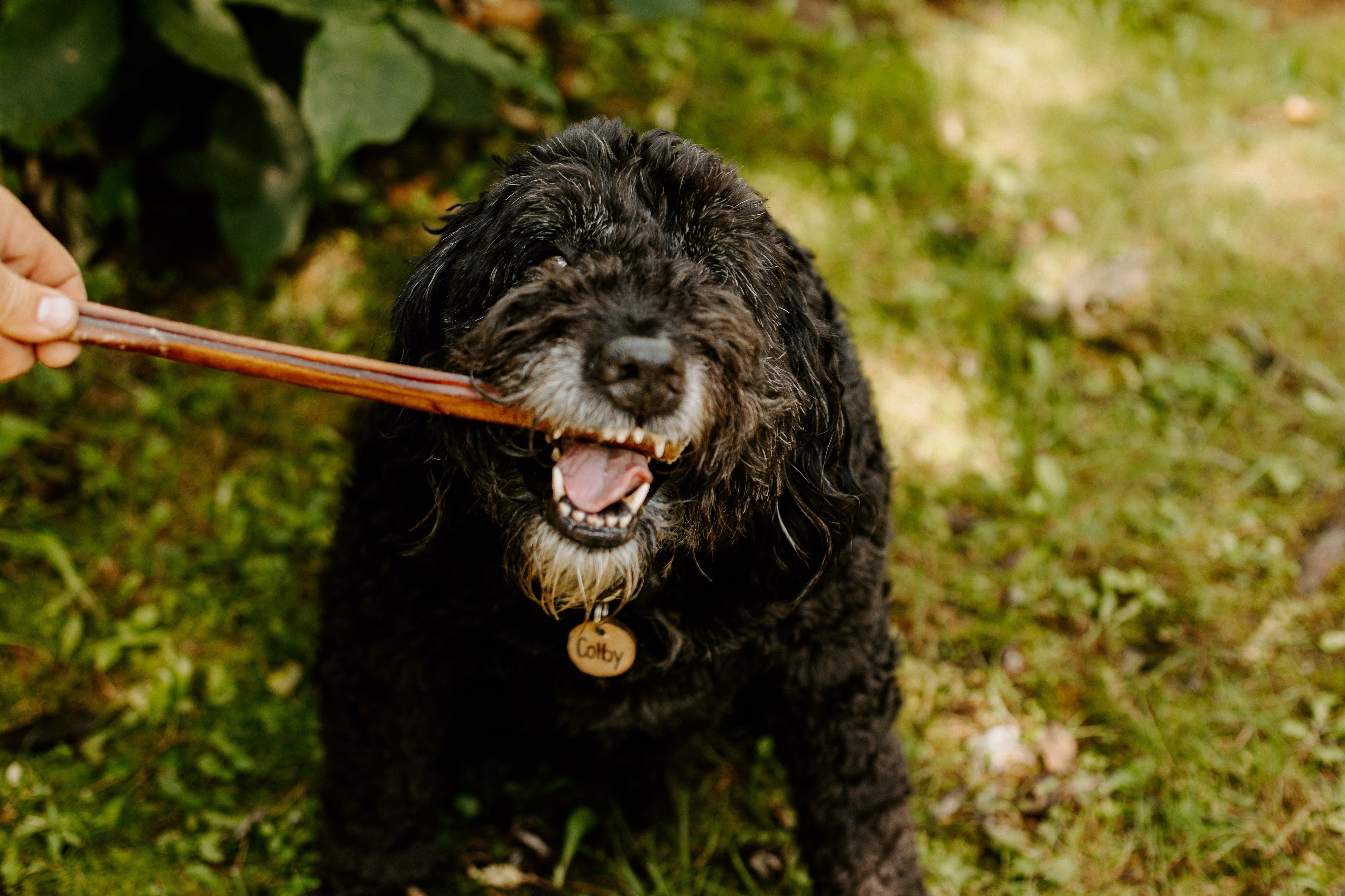 Get Rid of Stinky Dog Breath With These Remedies