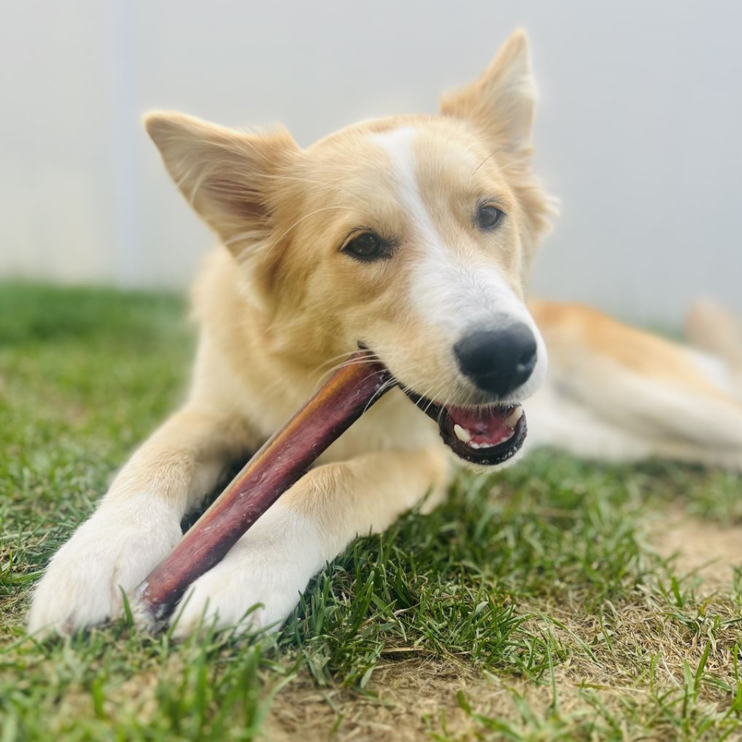 A dog chewing on a 12-inch jumbo bully stick from Bully Bunches.