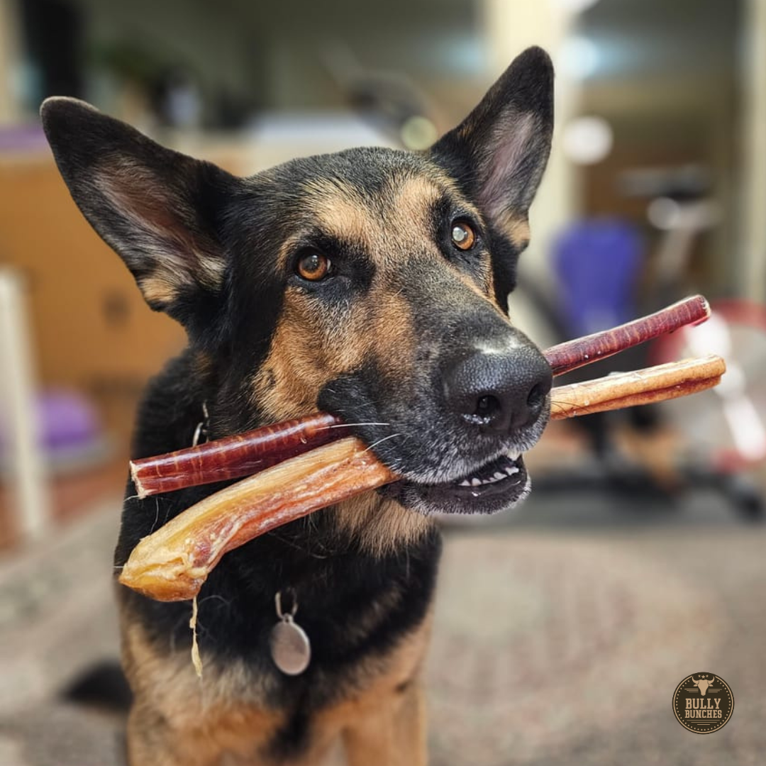 A dog posing with Two jumbo bully sticks from Bully Bunches.