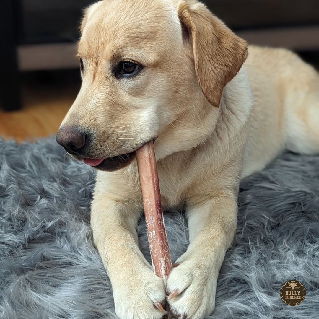 A dog posing with a 12-inch jumbo bully stick from Bully Bunches.