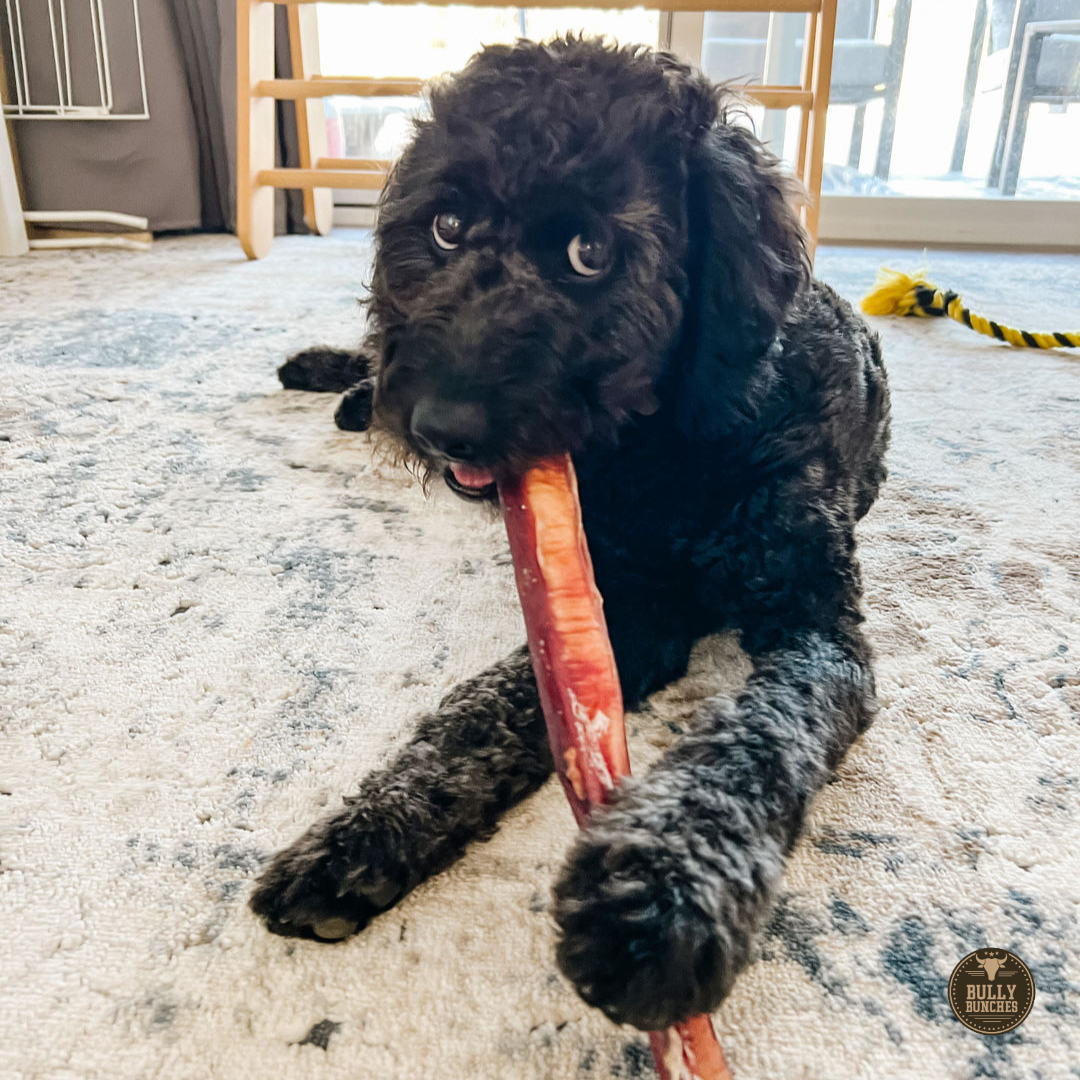 A black dog chewing on a Bully Bunches 12-inch monster bully stick.