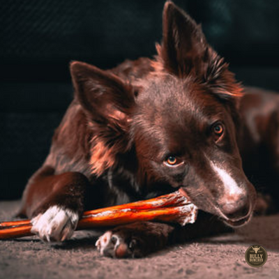 A black dog chewing on a Bully Bunches 12-inch monster bully stick.