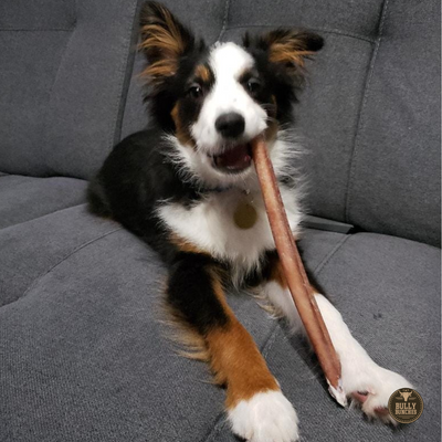 A multicolor dog chewing on a Bully Bunches 12-inch standard bully stick.