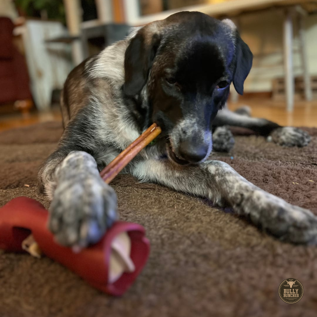 A black and white dog chewing on a Bully Bunches 12-inch standard bully stick.