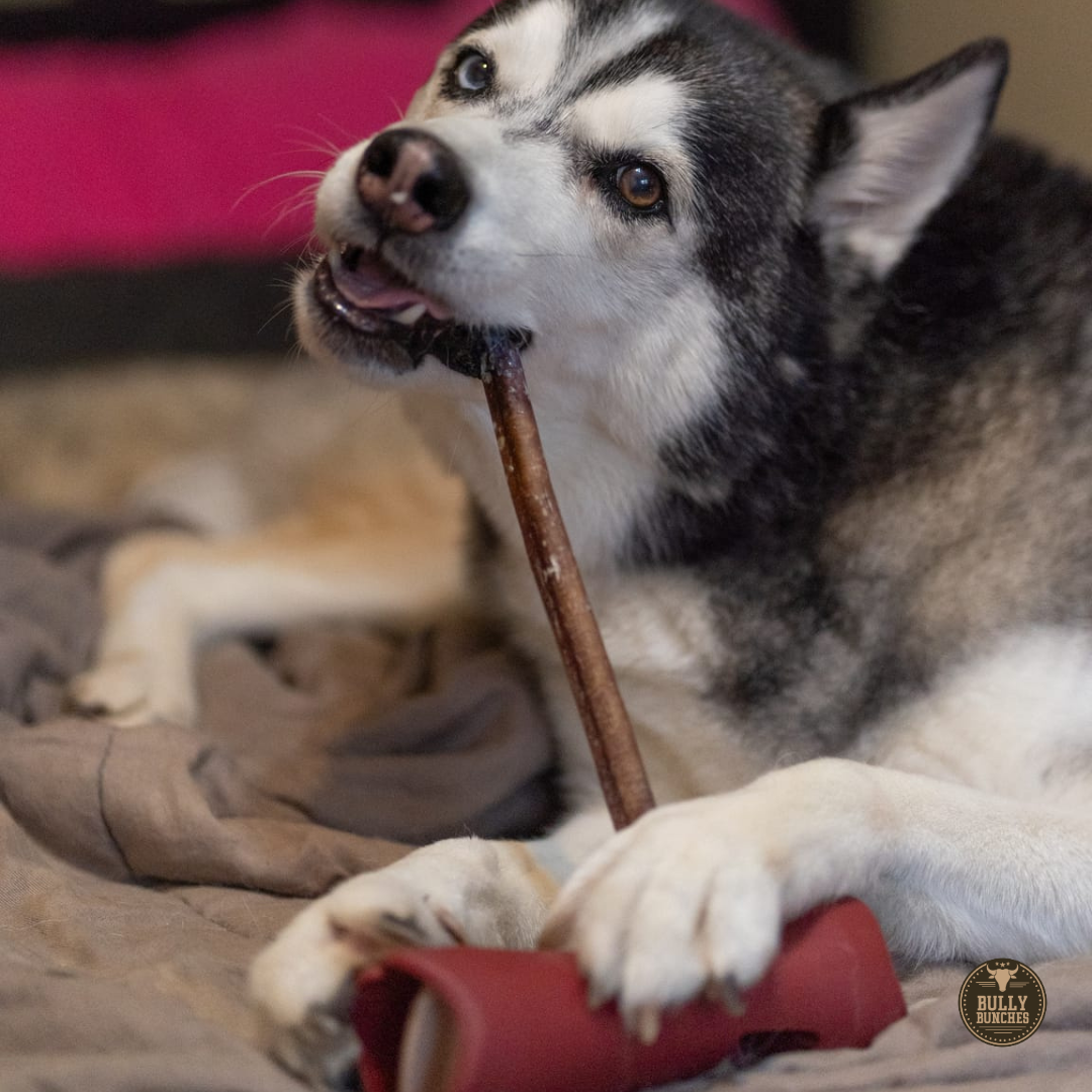 A black and white dog chewing on a Bully Bunches 12-inch standard bully stick.