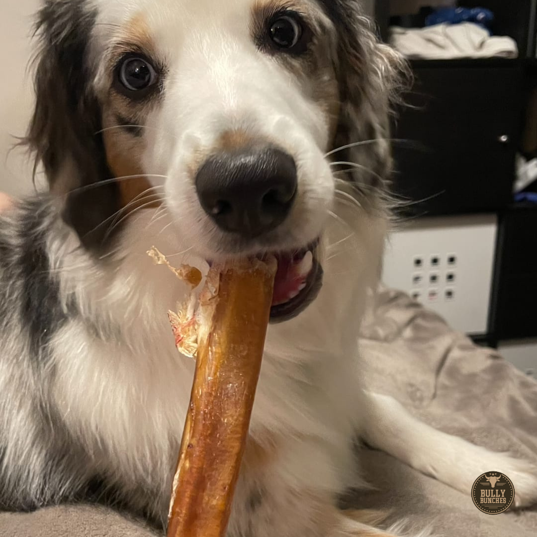 A multicolor dog chewing on a Bully Bunches 12-inch thick bully stick.