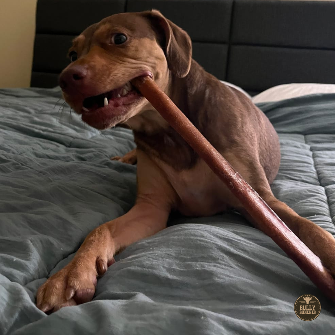 A brown dog chewing on a Bully Bunches 12-inch thick bully stick.