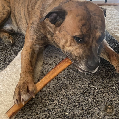 A brown dog chewing on a Bully Bunches 12-inch thick bully stick.