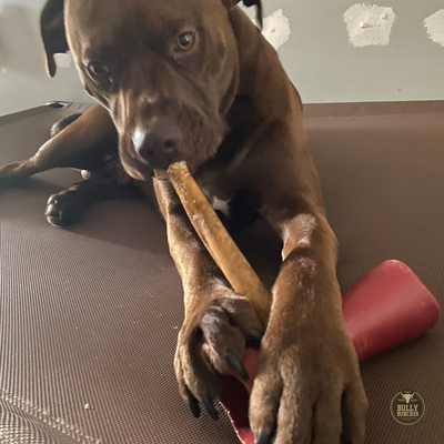 Bâton de collagène de 10 à 12 pouces