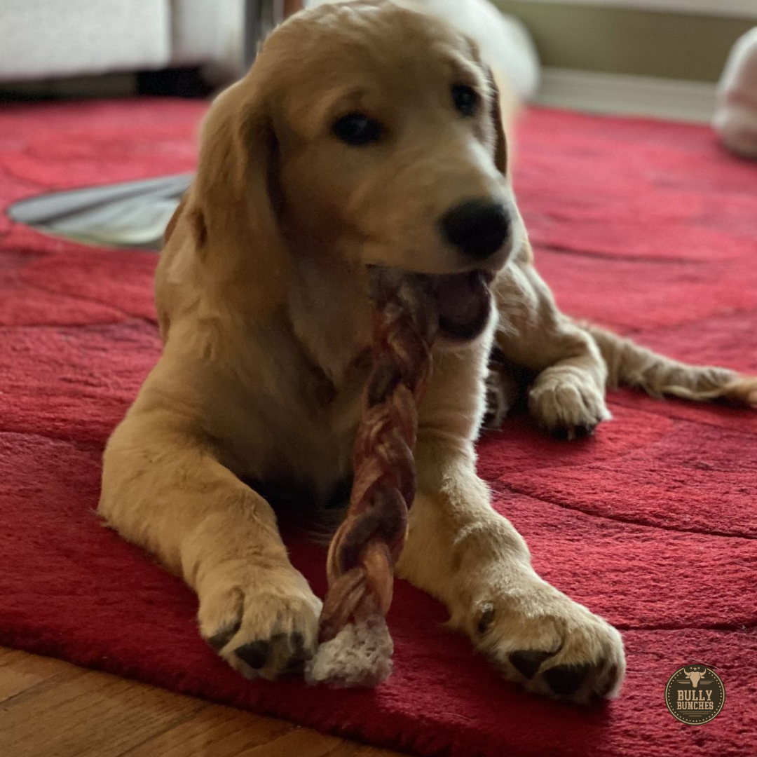 A golden retriever dog chewing on a Bully Bunches 12-inch jumbo braided bully stick.