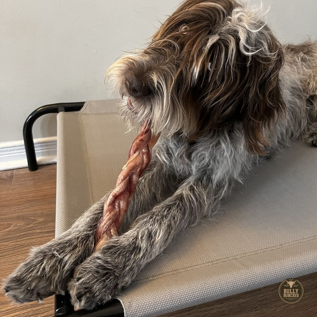 A gray dog chewing on a Bully Bunches 12-inch jumbo braided bully stick.