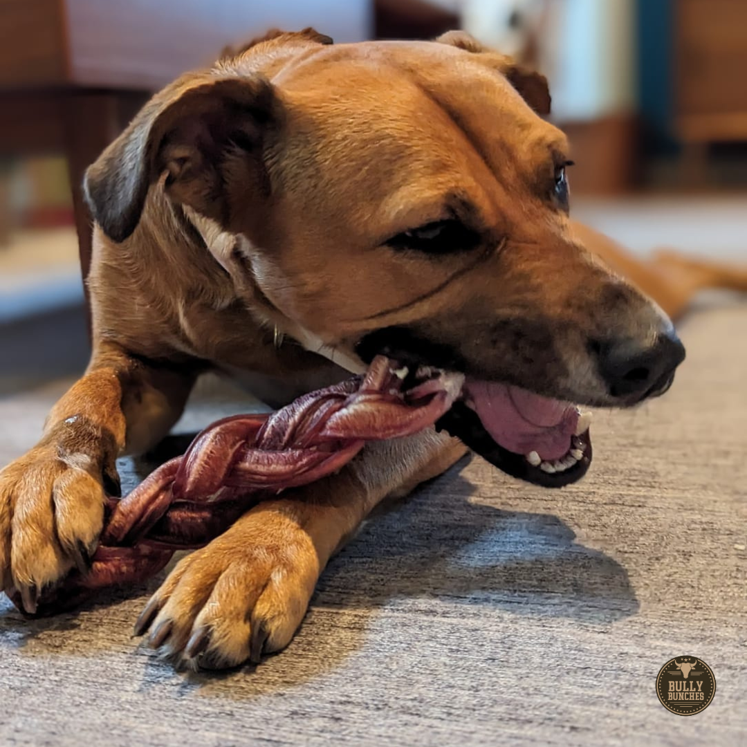 A brown dog chewing on a Bully Bunches 12-inch monster braided bully stick.