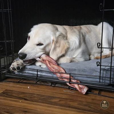A golden retriever dog chewing on a Bully Bunches 12-inch monster braided bully stick.