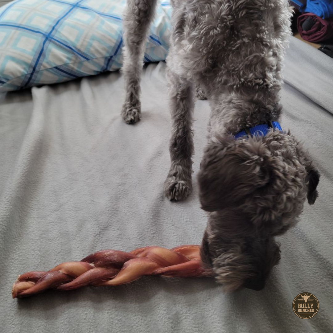 A gray dog chewing on a Bully Bunches 12-inch monster braided bully stick.
