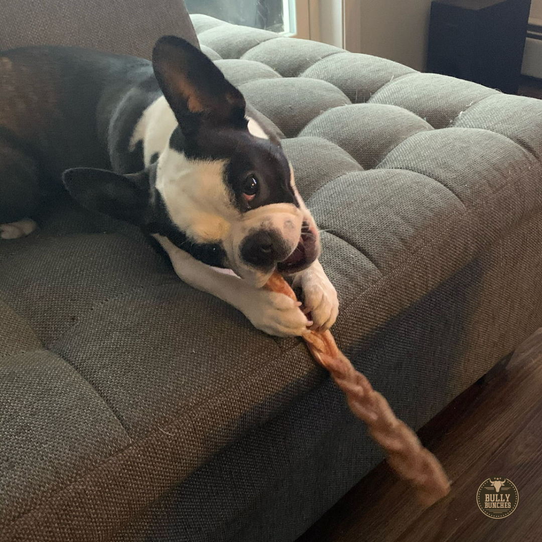 A black and white dog chewing on a Bully Bunches 12-inch standard braided bully stick.