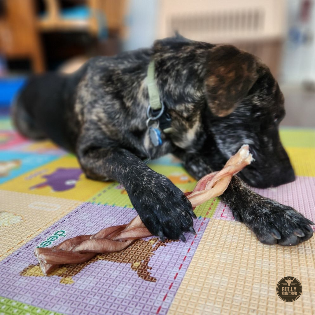 A multicolor dog chewing on a Bully Bunches 12-inch standard braided bully stick.