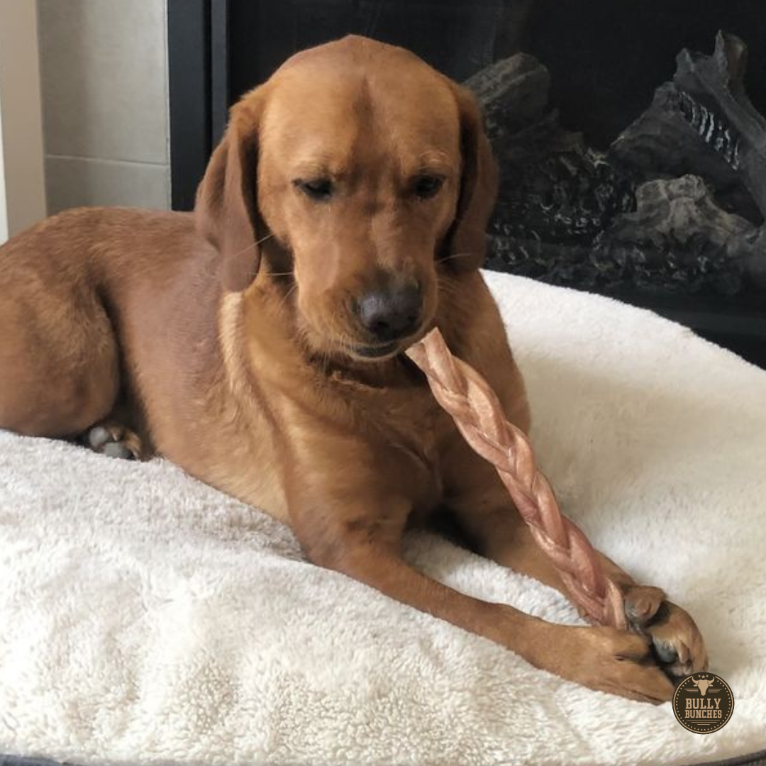 A brown dog chewing on a Bully Bunches 12-inch thick braided bully stick.