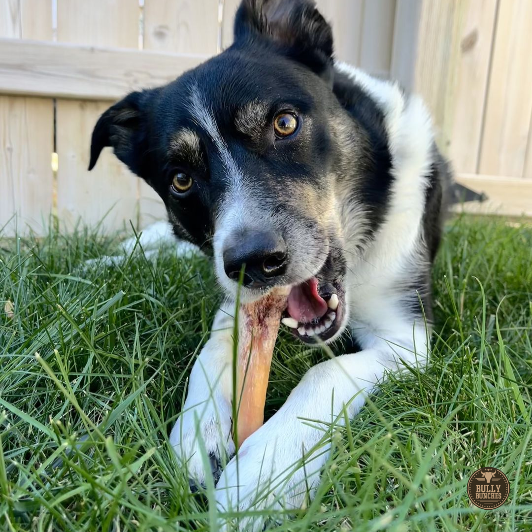 A brown and white dog chewing on a Bully Bunches 6-inch monster bully stick.