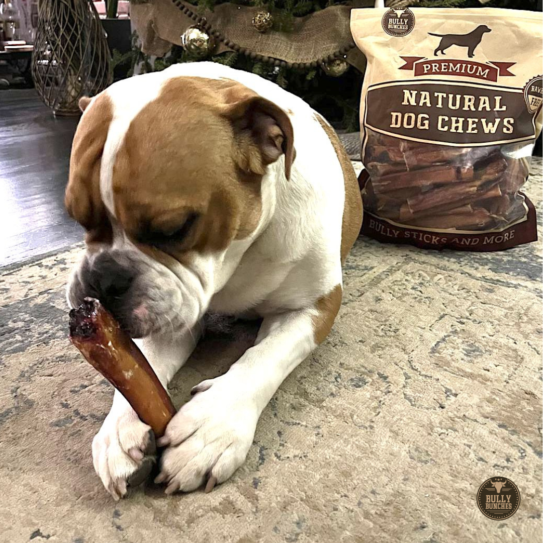 A brown and white dog chewing on a Bully Bunches 6-inch monster bully stick.