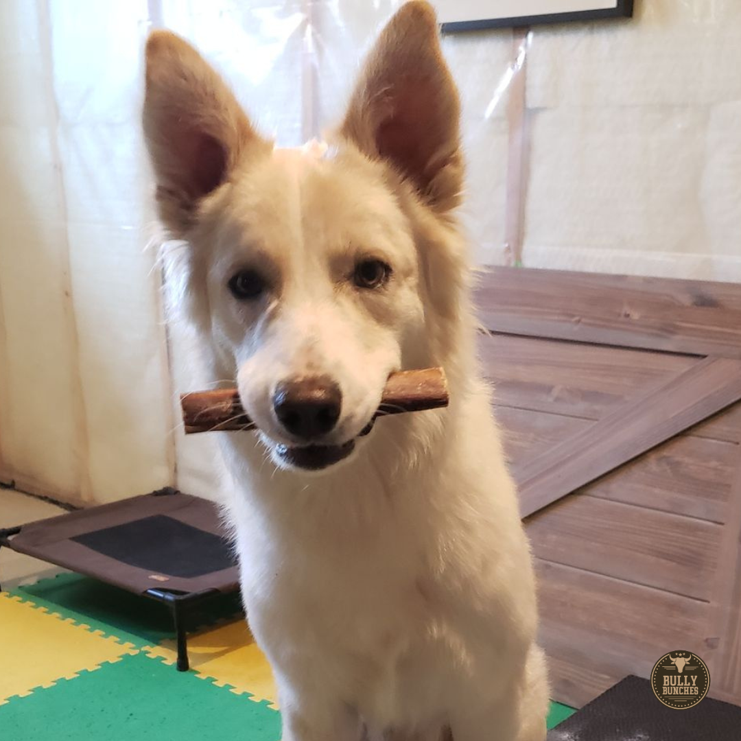 A fluffy brown dog sitting with a Bully Bunches 6-inch monster bully stick.