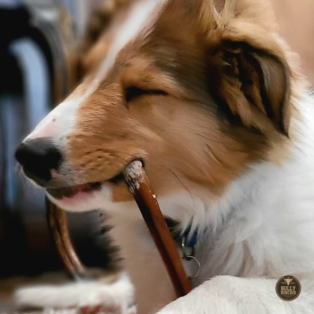 A brown and white dog chewing on a Bully Bunches 6-inch standard bully stick.