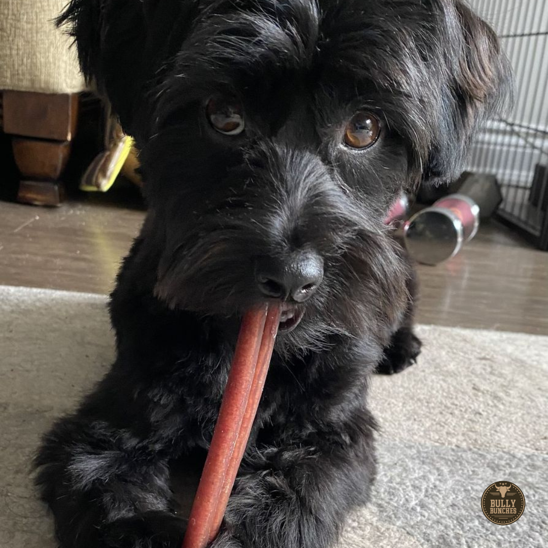 A fluffy black dog chewing on a Bully Bunches 6-inch standard bully stick.