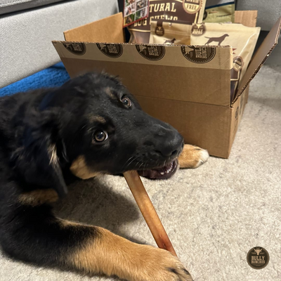 A black and brown dog chewing on a Bully Bunches 6-inch thick bully stick.