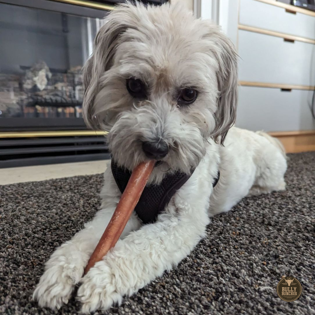 A fluffy white dog chewing on a Bully Bunches 6-inch thick bully stick.