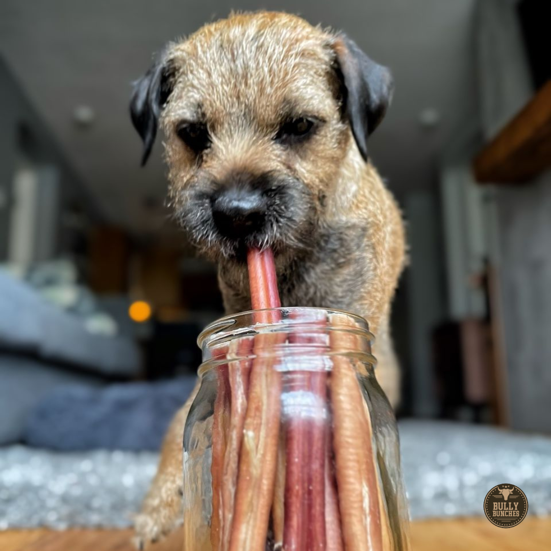 A black and brown dog chewing on a Bully Bunches 6-inch thick bully stick.