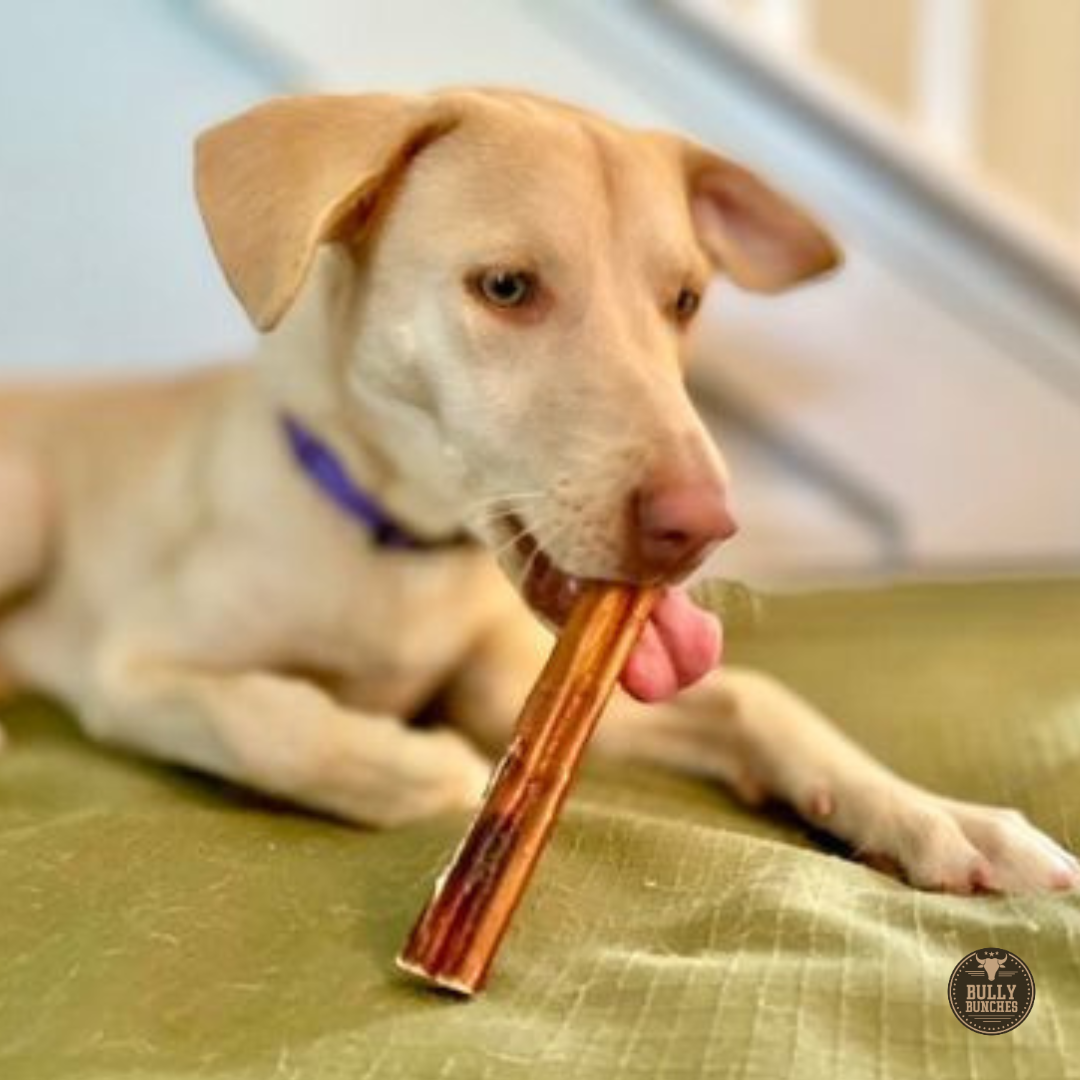 A golden brown dog chewing on a Bully Bunches 6-inch jumbo bully stick.