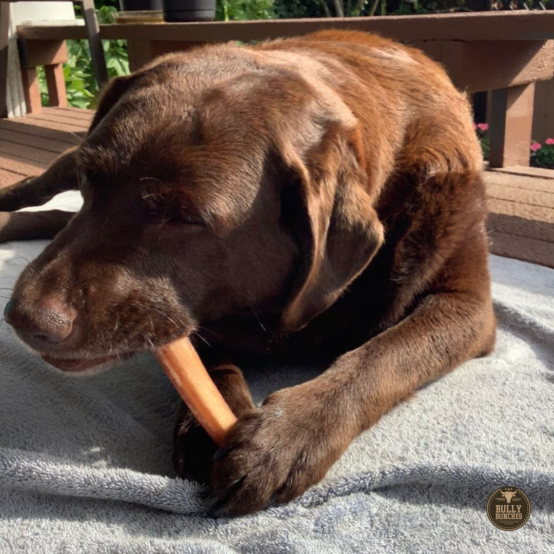 A brown dog chewing on a Bully Bunches 6-inch jumbo bully stick.