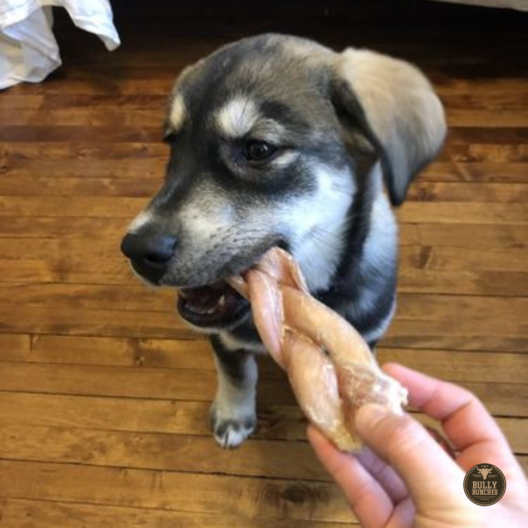 A black and gray dog chewing on a Bully Bunches 6-inch jumbo braided bully stick.