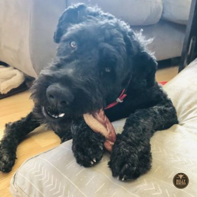 A black dog chewing on a Bully Bunches 6-inch jumbo braided bully stick.