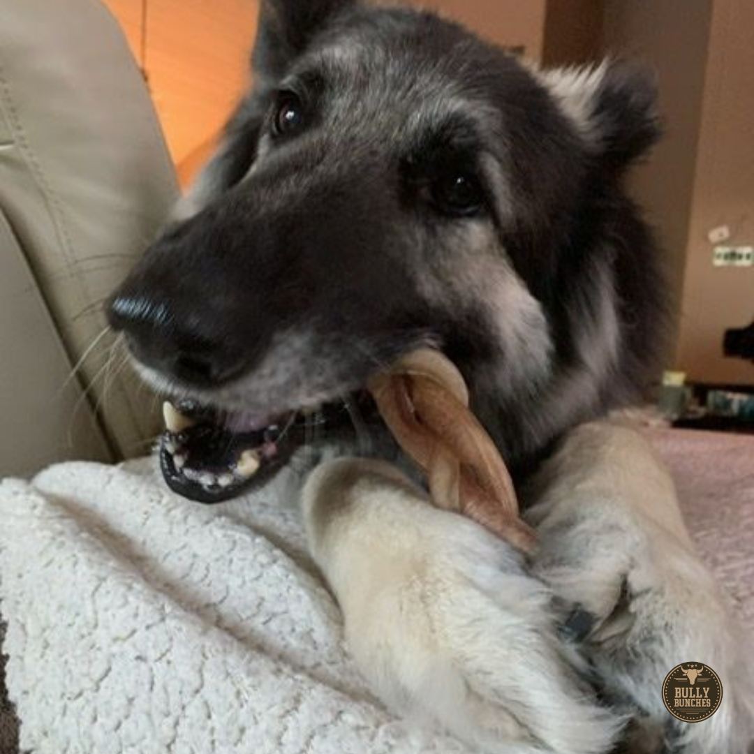 A black and gray dog chewing on a Bully Bunches 6-inch jumbo braided bully stick.