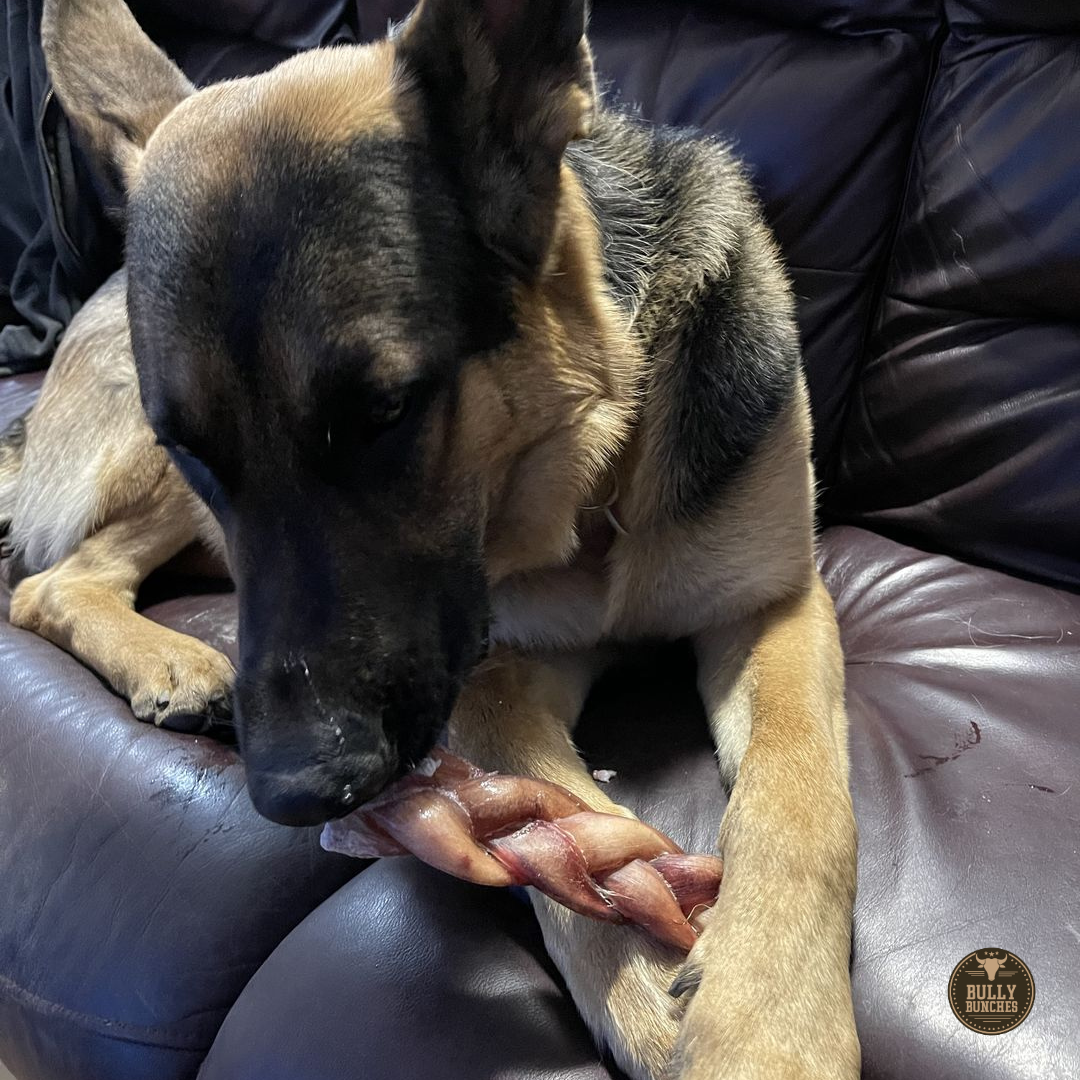 A black and gray dog chewing on a Bully Bunches 6-inch monster braided bully stick.