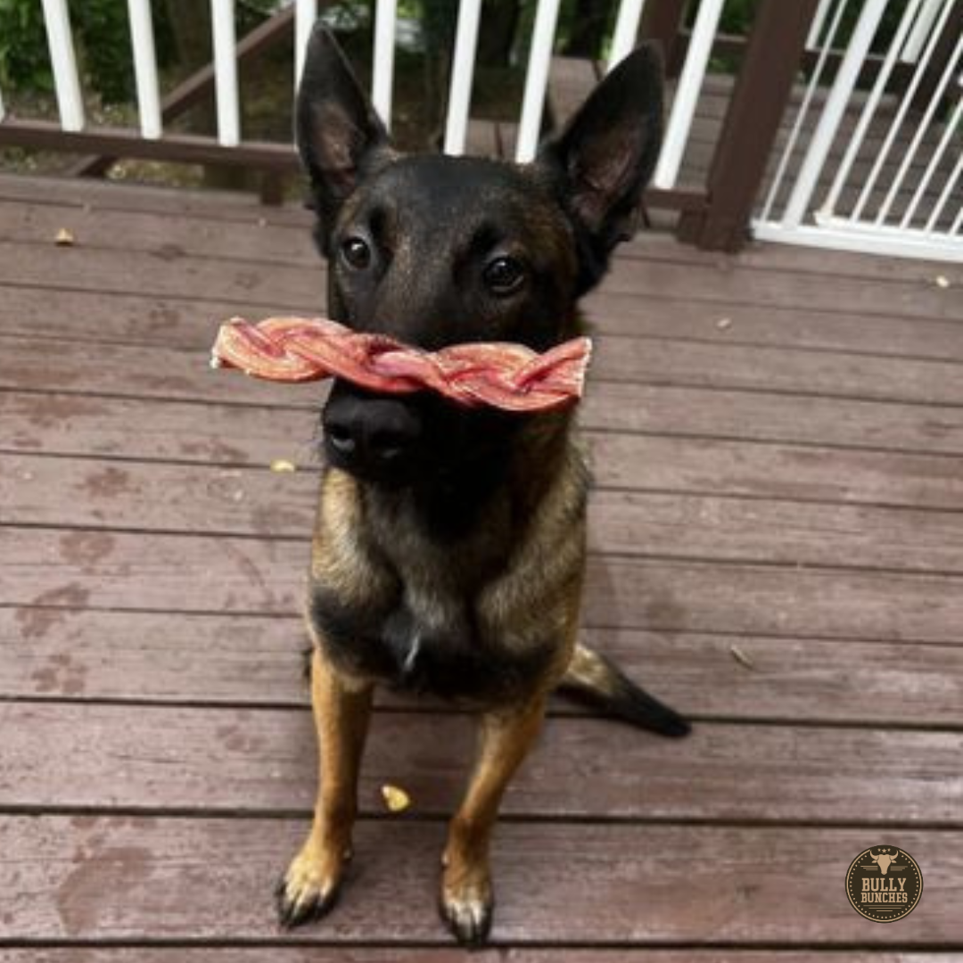 A black and brown dog balancing a Bully Bunches 6-inch monster braided bully stick.