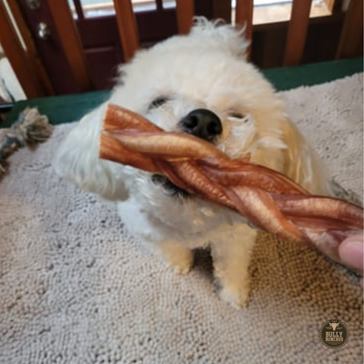 A fluffy white dog chewing on a Bully Bunches 6-inch standard braided bully stick.