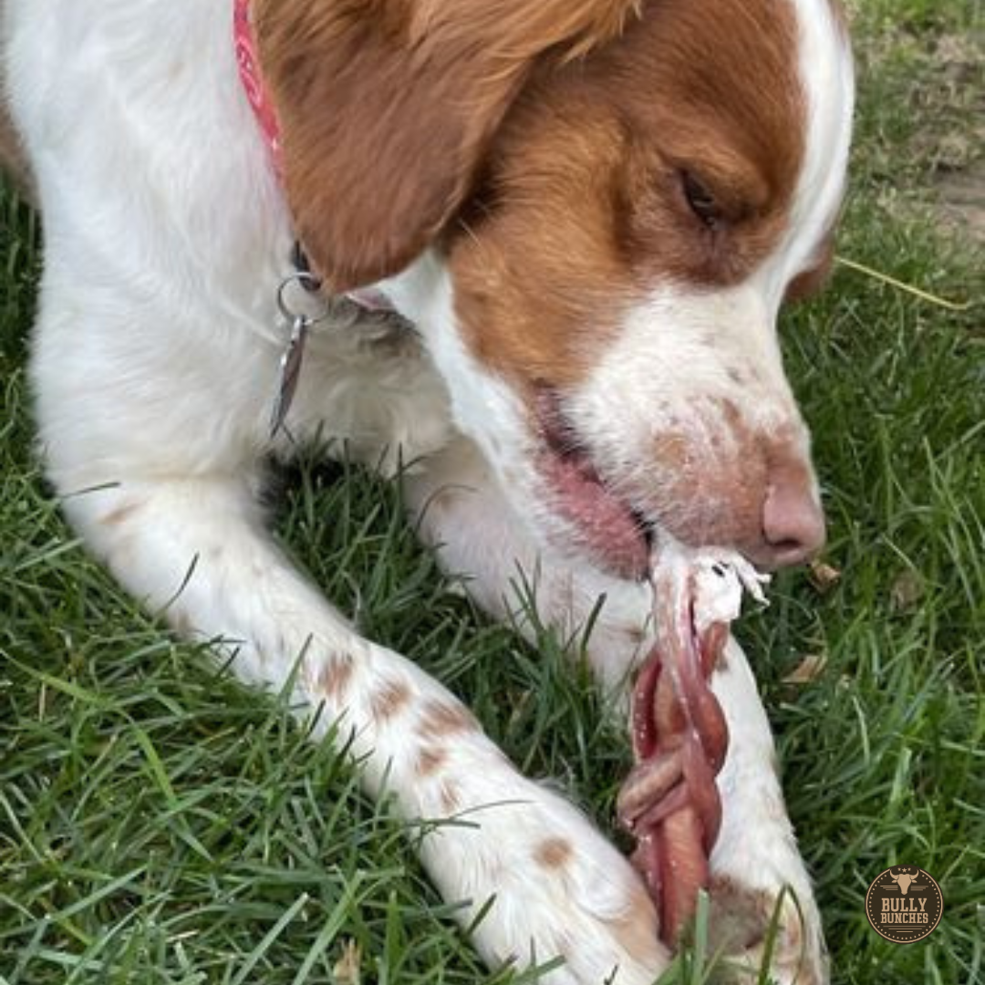 A brown and white dog chewing on a Bully Bunches 6-inch standard braided bully stick.