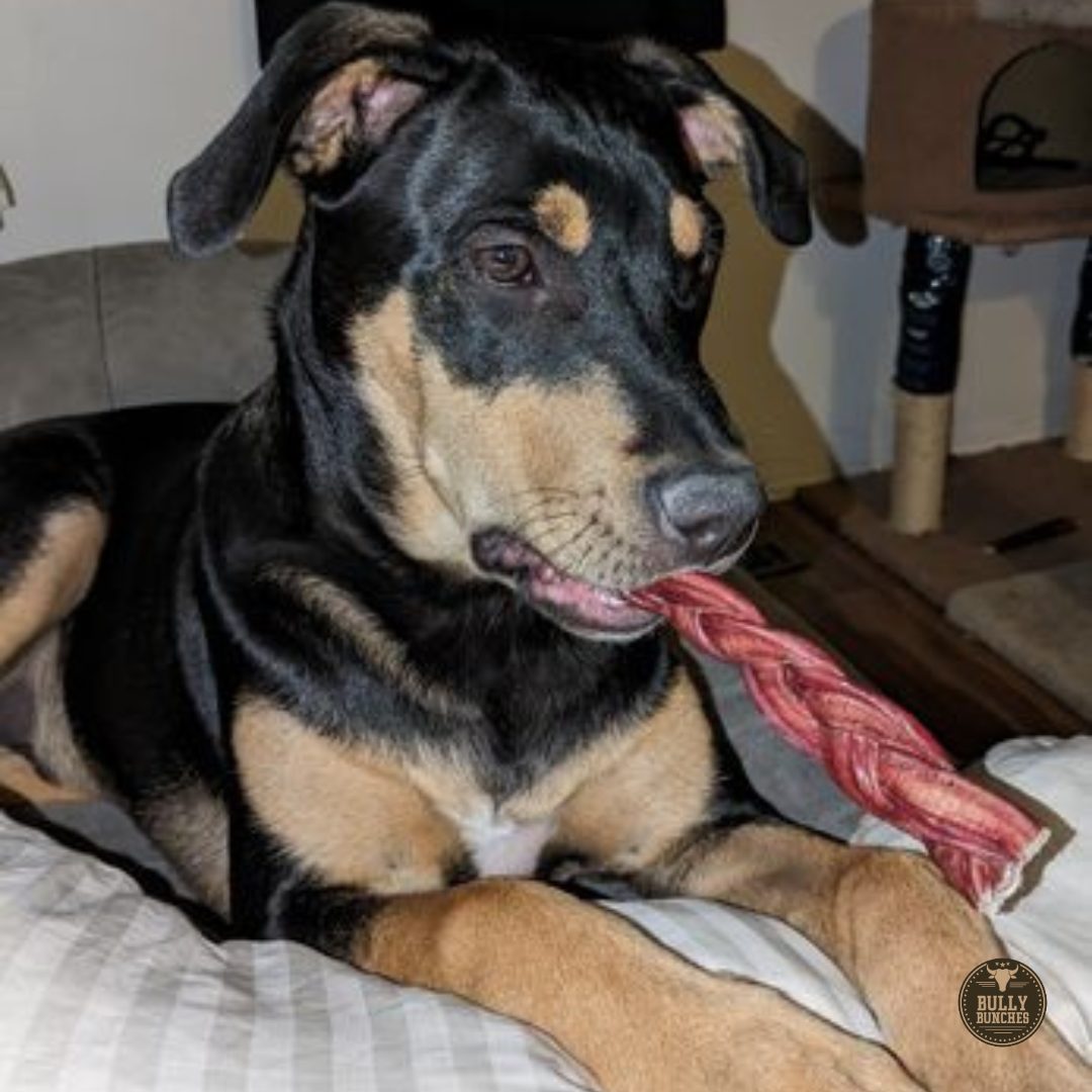 A brown and black dog chewing on a Bully Bunches 6-inch standard braided bully stick.