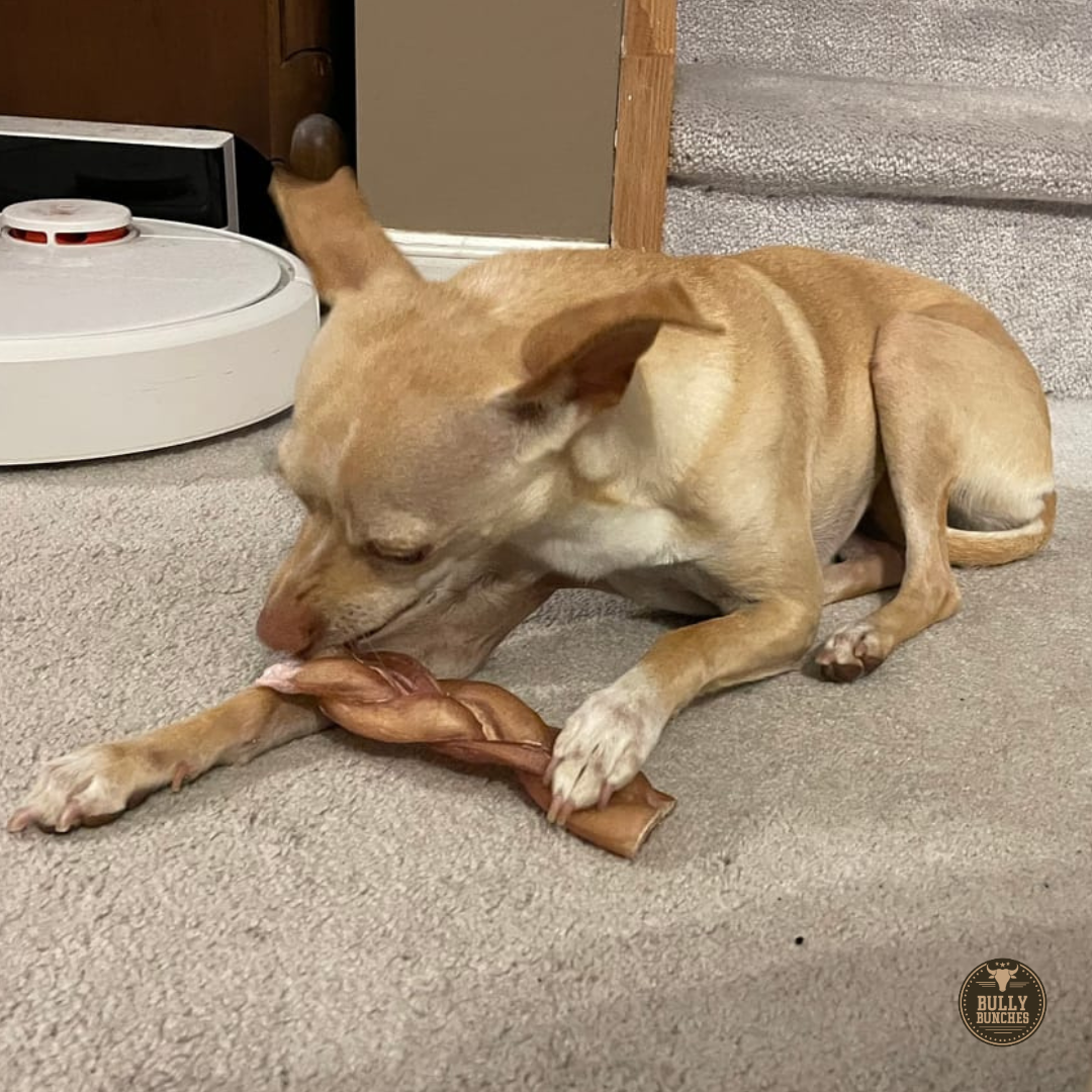 A brown dog chewing on a Bully Bunches 6-inch thick braided bully stick.