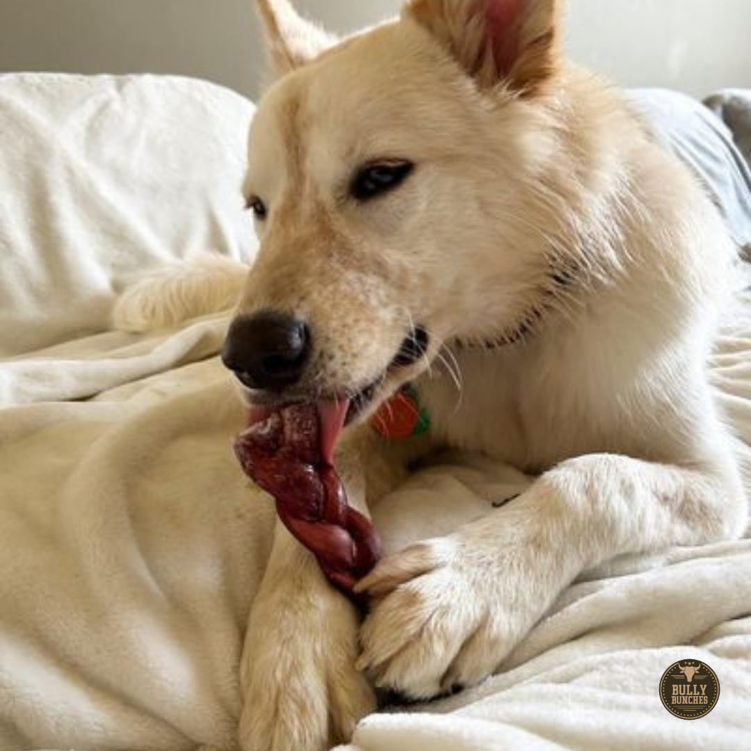 A fluffy white dog chewing on a Bully Bunches 6-inch thick braided bully stick.