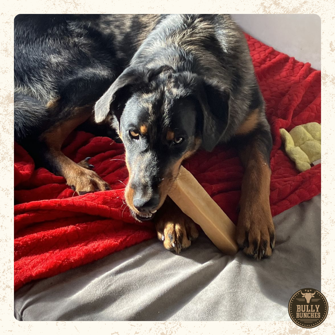 A black and brown dog chewing on a Bully Bunches mega Himalayan yak chew.