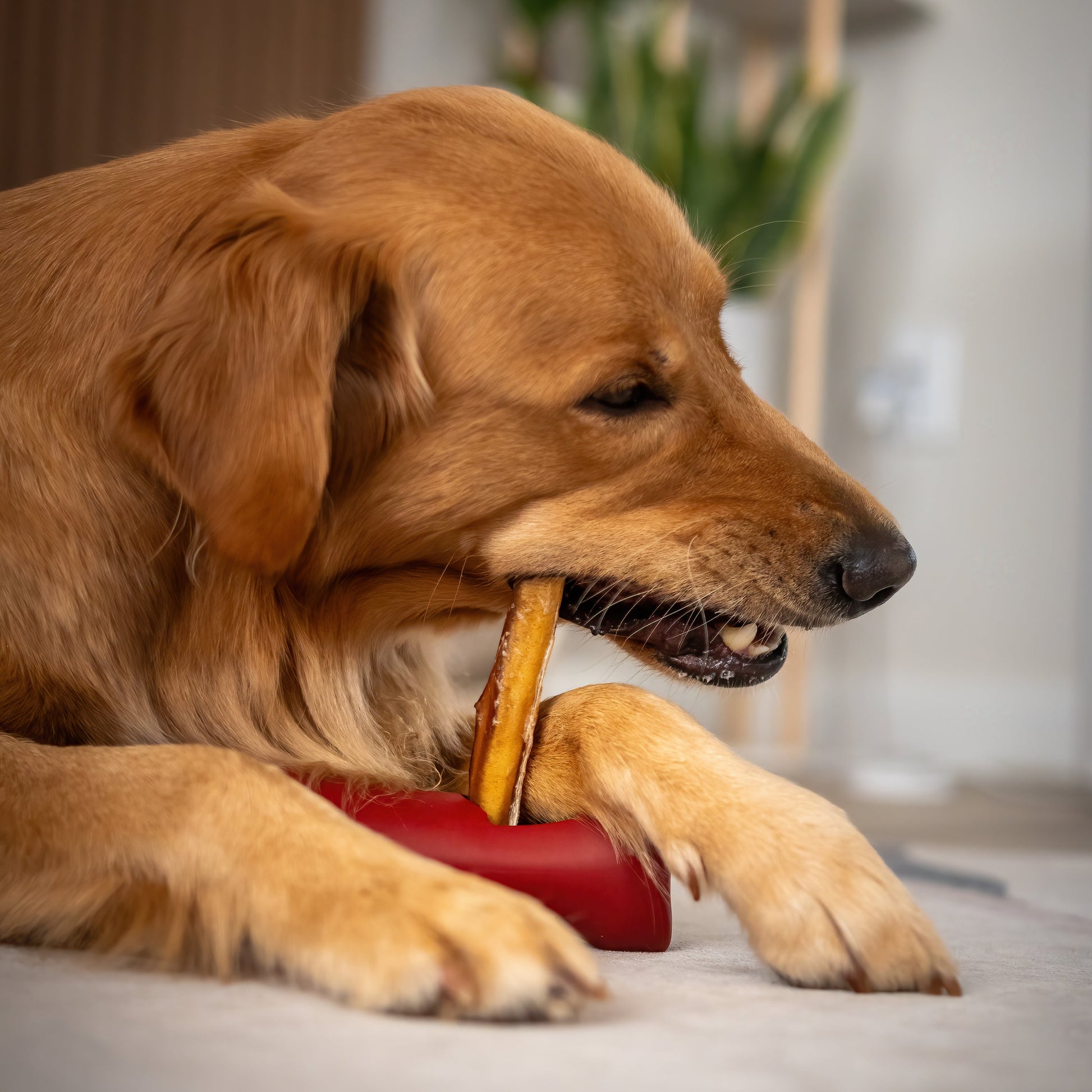 Golden retriever lying on a white rug, chewing on a natural Bully Bunches stick.