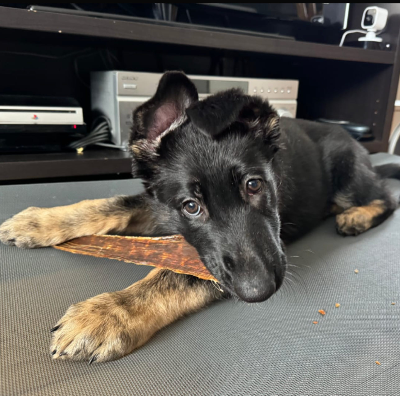 Young black dog chewing a 12 inch beef jerky stick from Bully Bunches.