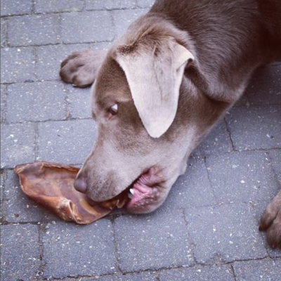 Brown dog chewing a pig ear from Bully Bunches.