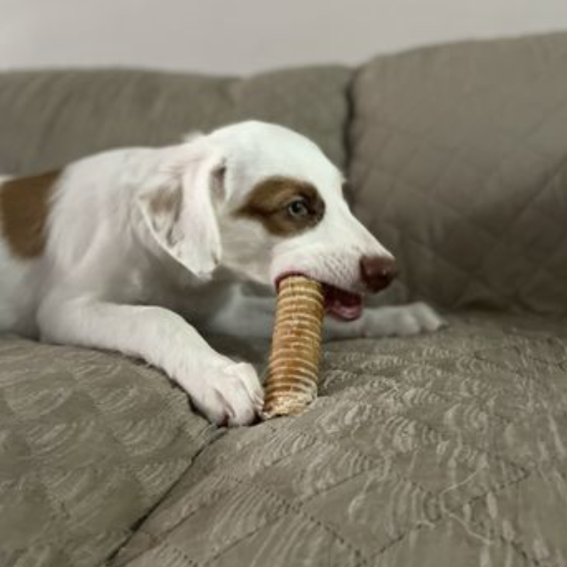 White and brown dog lying and chewing a 6 inch beef trachea from Bully Bunches.