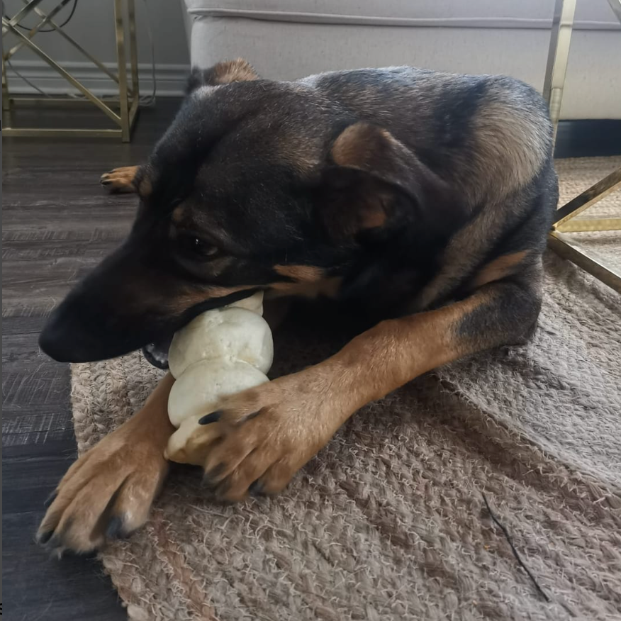 Black and brown dog eating a 5-6 inch cheek roll from Bully Bunches.
