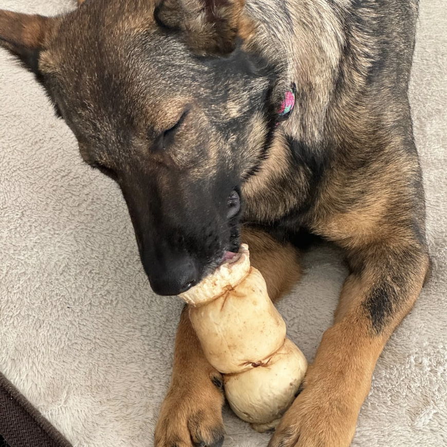 Brown dog eating a 5-6 inch peanut butter cheek roll from Bully Bunches.