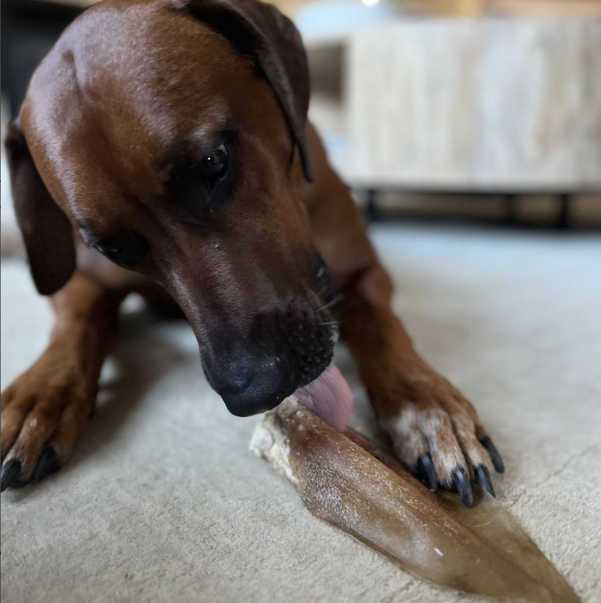 Brown dog licking a cows ear from Bully Bunches.